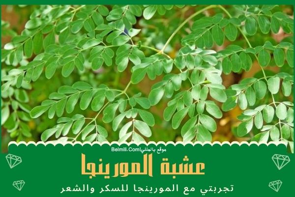 المورينجا جابر القحطاني