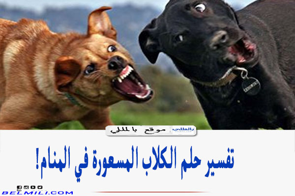 تفسير حلم الكلاب المسعورة في المنام للعزباء وللحامل بالمللي